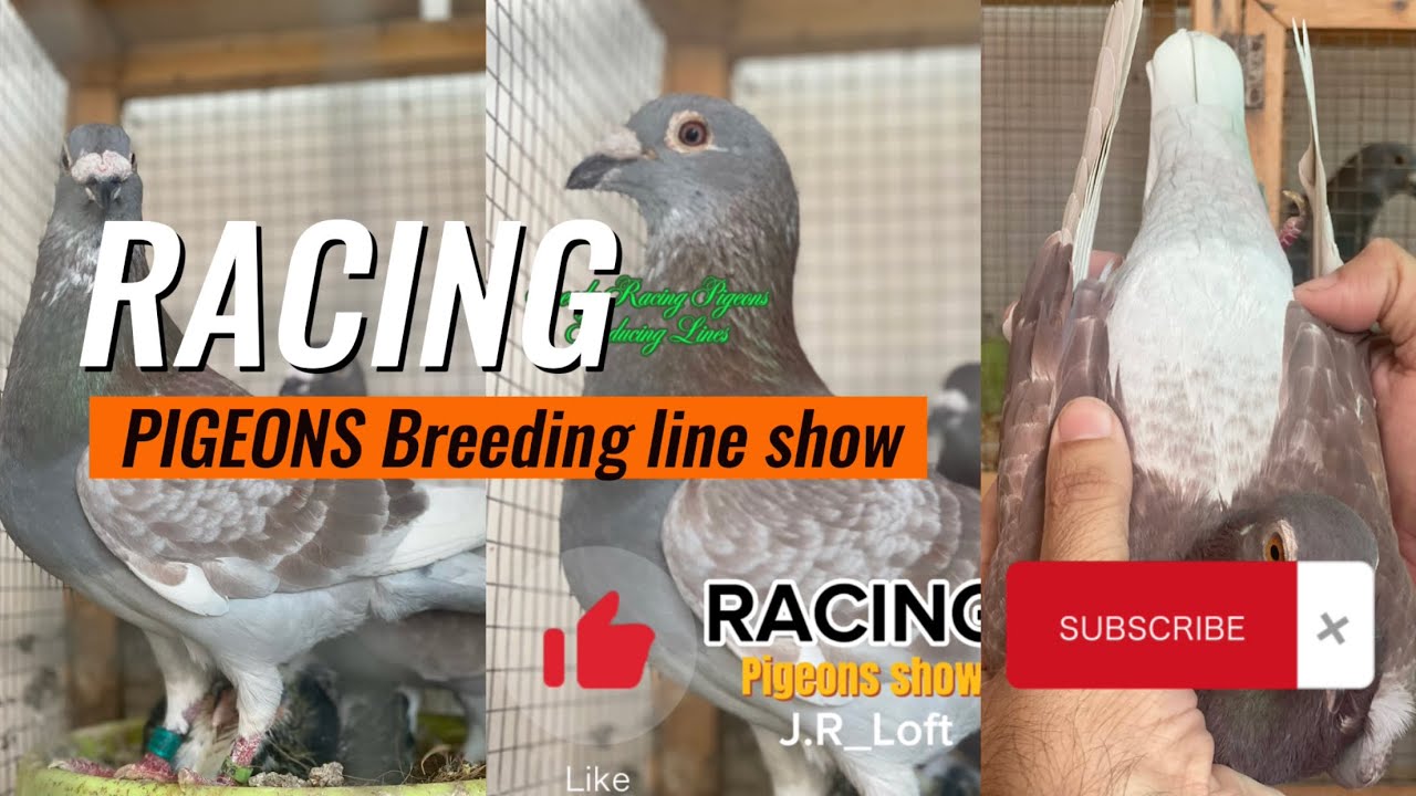 Show Racing Pigeons Racing pigeons Breed Line show #youtube #pigeons #racingpigeon - YouTube