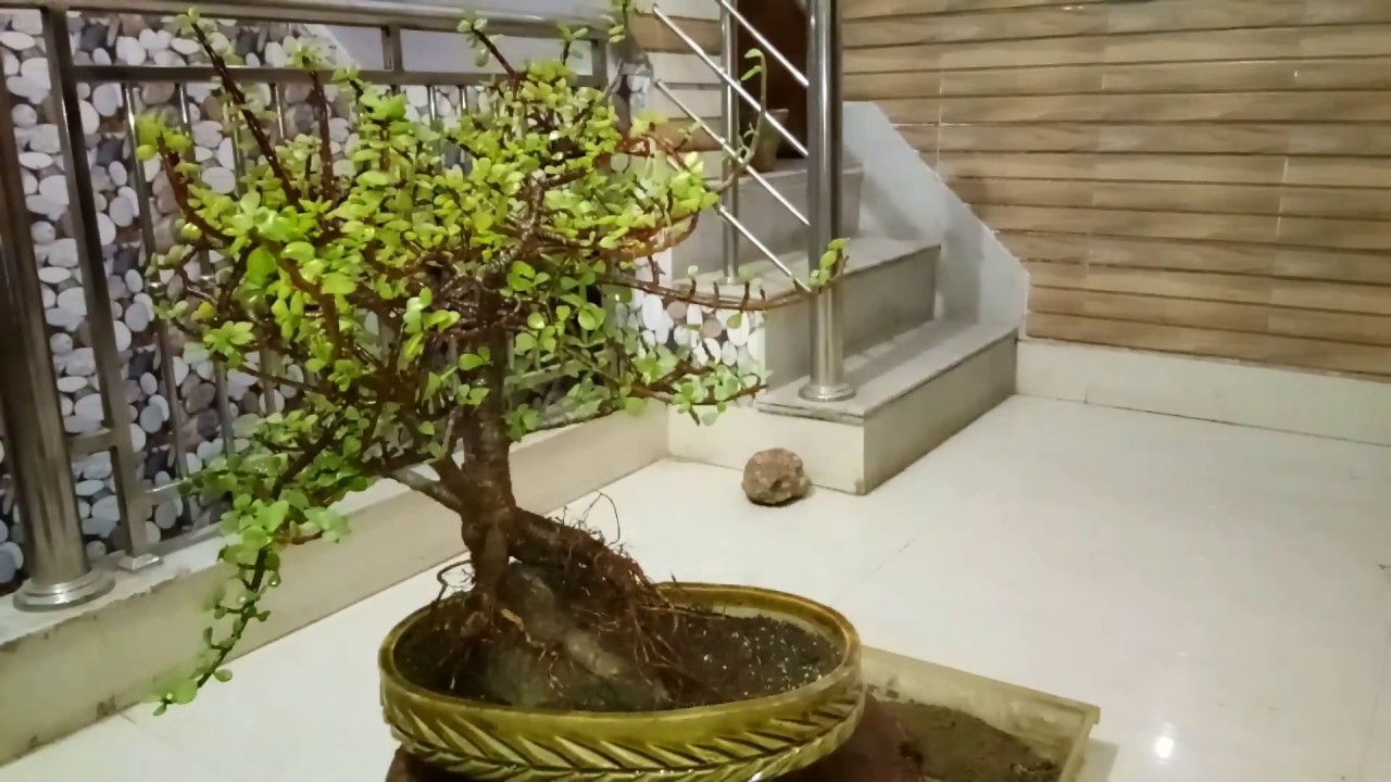 How to Make Jade Plant on Root Over Rock Style YouTube