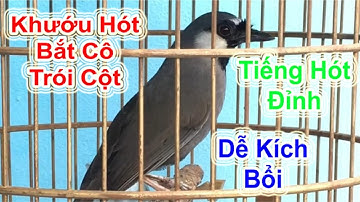 Khướu Hót Bắt Cô Trói Cột — Tiếng Hót Đỉnh, Dễ Kích Bổi