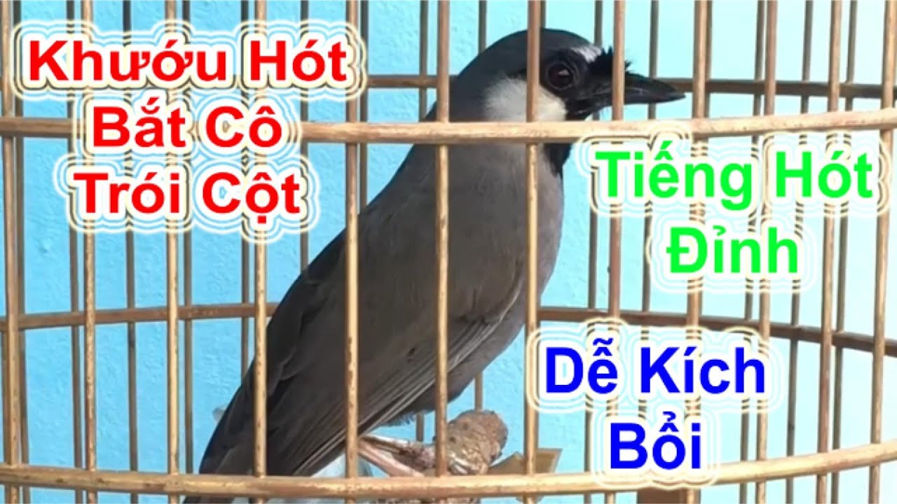 Khướu Hót Bắt Cô Trói Cột — Tiếng Hót Đỉnh, Dễ Kích Bổi