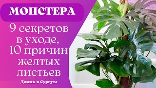 МОНСТЕРА Секреты Ухода В Домашних Условиях. Почему Желтеют и Опадают Листья?