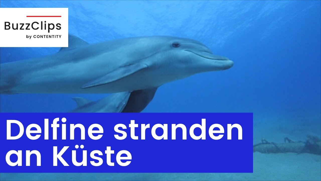 17 Delfine Stranden An Der Franz sischen K ste YouTube 17-delfine-stranden-an-der-franz-sischen-k-ste-youtube