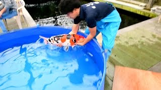 Modern Koi Blog #1251 - Live from Japan: Die Koi aus Imada