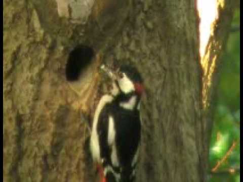 ďateľ veľký | great woodpecker | dzięcioł wielki | großer Specht | nagy harkály