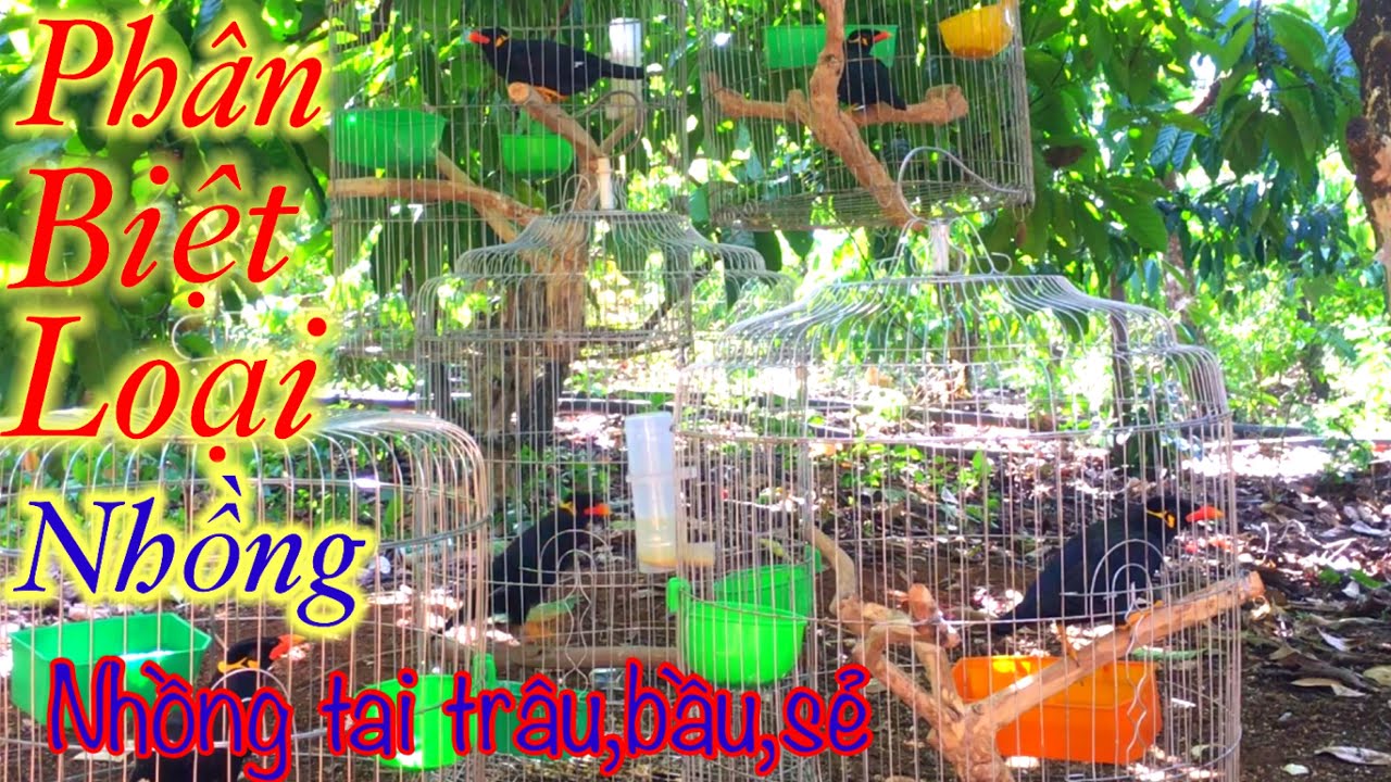 cách phân biệt chim nhồng✅nhồng tai trâu✅nhồng bầu✅nhồng sẻ #chimnhongvietnam