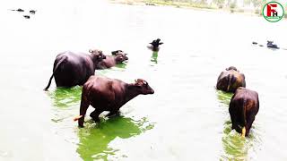 murrah buffalo || Desi village Vlog ||Indian top buffalo breeds || Famous Haryanvi