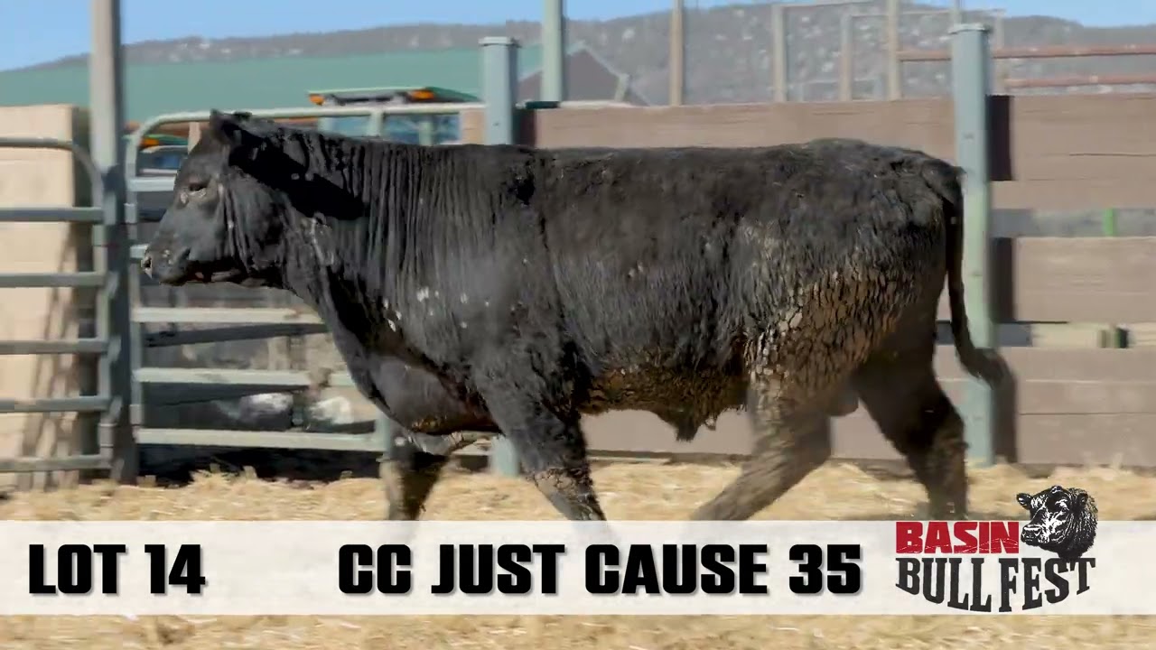 Lot14 CCJustCause35 BBF24