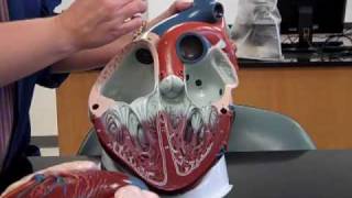112 heart anatomy.mp4