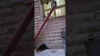 Live highlight: Feeding Cats in Afternoon #straycats #catvideo #shorts