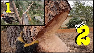 Basic TreeTools and Techniques Pt. 2