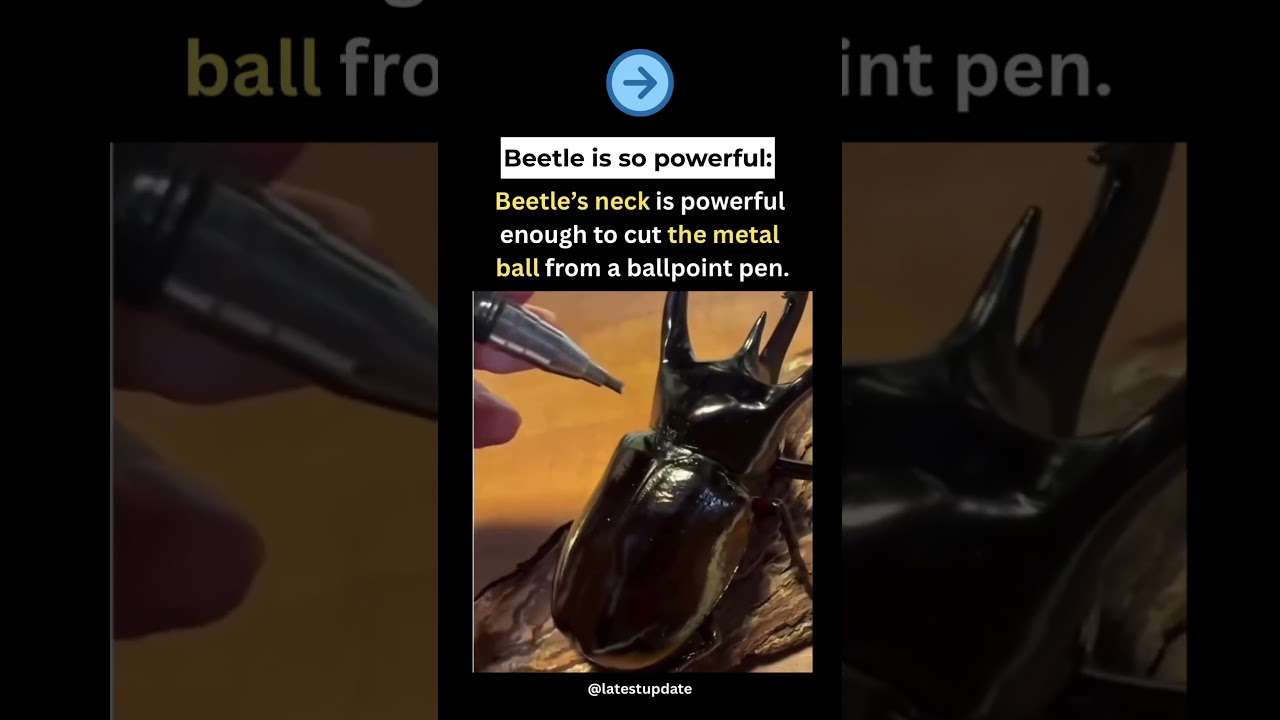 “This Beetle Has Supernatural Neck Strength”