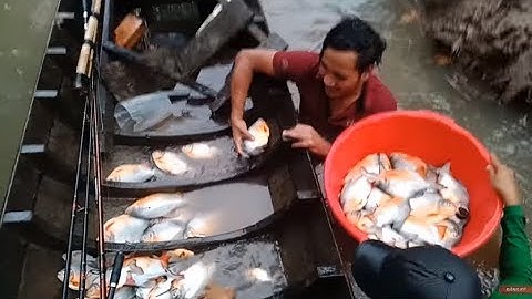 Câu cá chim theo sông lớn với số lượng khủng