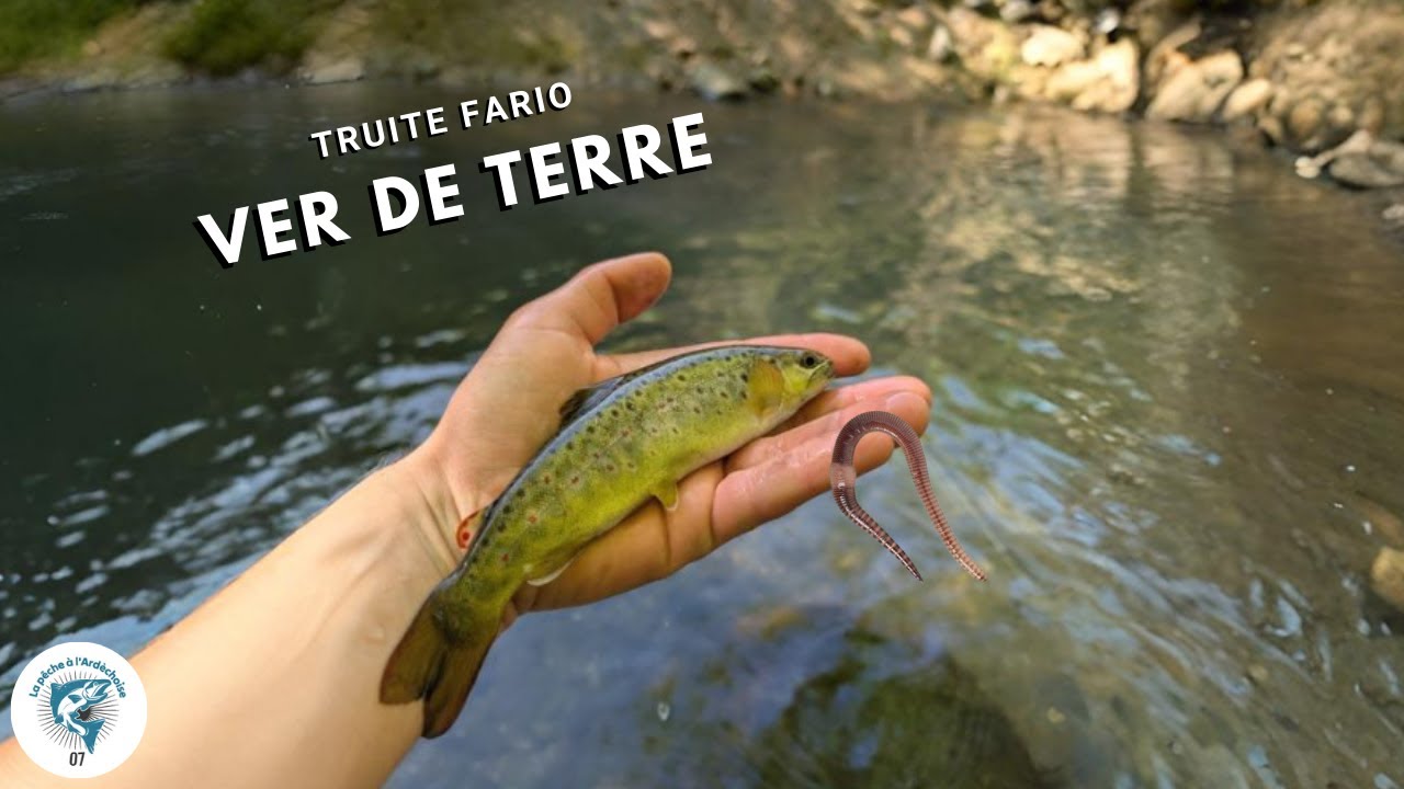 Il suffisait d’un ver pour réveiller les truites sauvages - Ardèche / Toc
