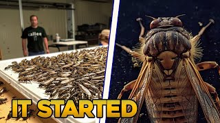 BILLIONS OF CICADAS ARE INVADING THE US! |  Did the Bible Warn About This And Other Signs?