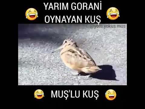 Müşlu kuş oynayan kuş netd müzik