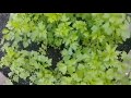 طريقه زراعه الكرفس من البذور في المنزل how to plant parsley from seed at home