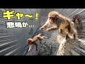 【パンチくん🐵】岩から赤ちゃん猿が転落‥一瞬の出来事💦母猿の反射神経に驚かされた！
