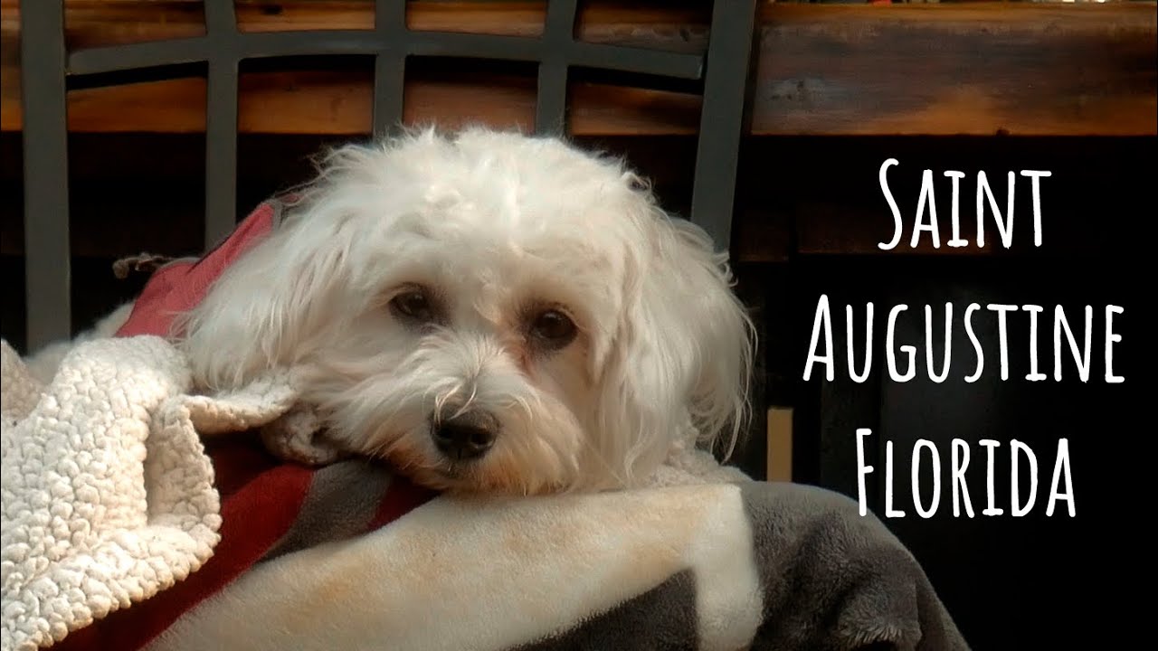 Exploring Our Nation’s Oldest City | Dog Friendly Saint Augustine