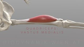 Quadriceps Vastus Medialis (3D Animation)