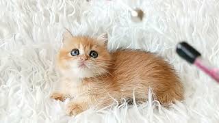 British Golden Kitty Fortuna by Lapa.shop: Pedigree Pets for You 4 views 12 days ago 22 seconds