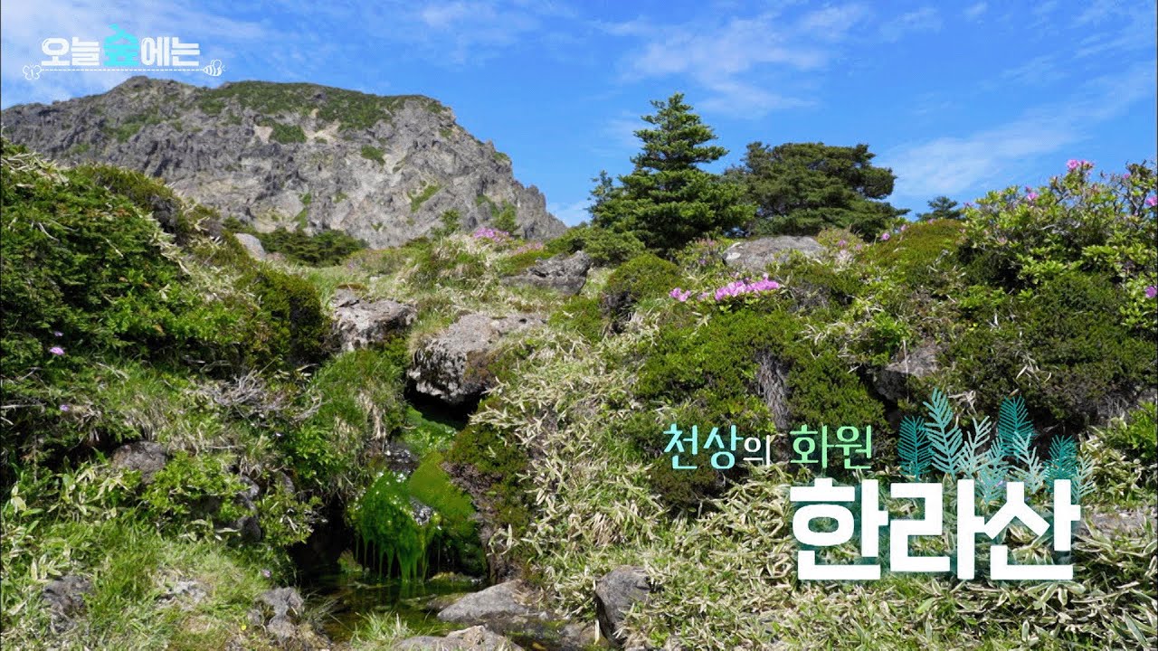 오늘 숲에는 [천상의 화원, 한라산] KBS제주 250708방송