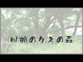 山口県の巨樹・巨木 川棚のクスの森