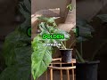 Philodendron Golden Dragon 🐉 Look at This Stunning Leaf