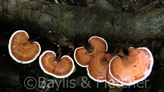 Bracket fungus, Mulu NP, Malaysia. 20140305_092756.m2ts