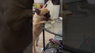 "Sneaky" Dog Steals Cheese from Table