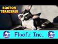 The Best and Funniest Boston Terriers!