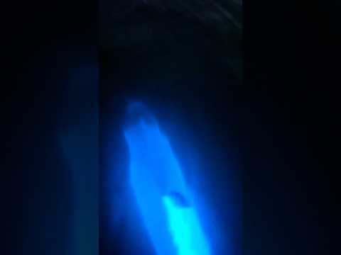 DOLPHINS In BIOLUMINESCENCE 