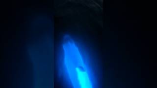 DOLPHINS in BIOLUMINESCENCE!!