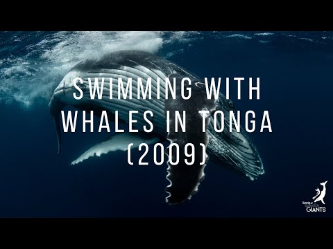 Swimming with Whales in Tonga