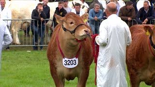 Heffer Limousin | Limousin Heifers