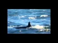 Great White vs. Orca