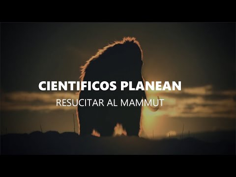 Vídeo: Los Científicos Han Descubierto Cómo Desapareció El último Mamut Del Continente Euroasiático - Vista Alternativa