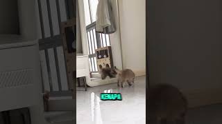 Kenapa kucing bingung lihat cermin? 🪞🐈 #ksatriaanabul #faktakucing #edukasi #mirrortest