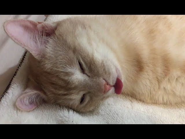 貓很可愛，而他的舌頭睡覺！