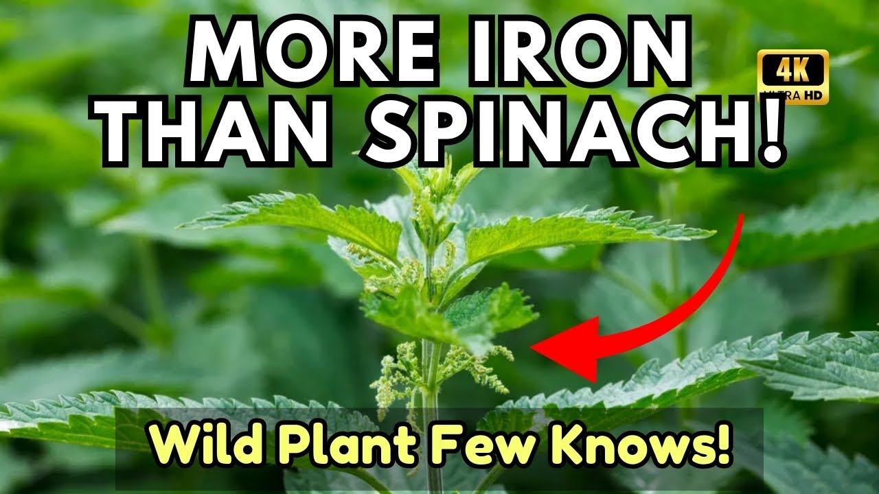 More Iron Than Spinach: This Wild Plant Nobody Teaches You About