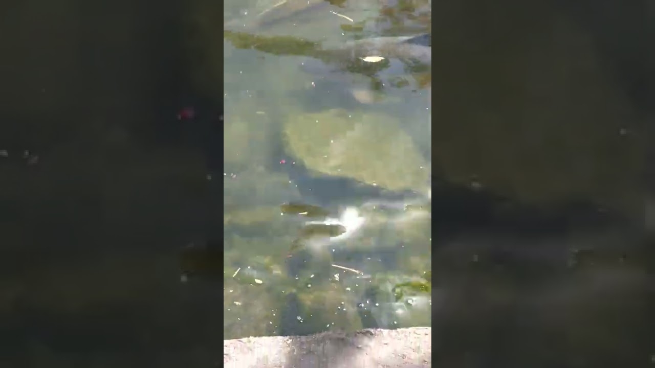 renuka mata jheel🙏🙏