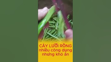 Cây lưỡi rồng tốt cho người bị u tuyết giáp bạn đã biết chưa #songkhoe #baithuochay #thuốcnam