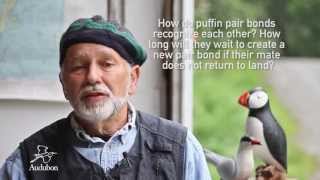 Puffin Pair Mates and Bonds