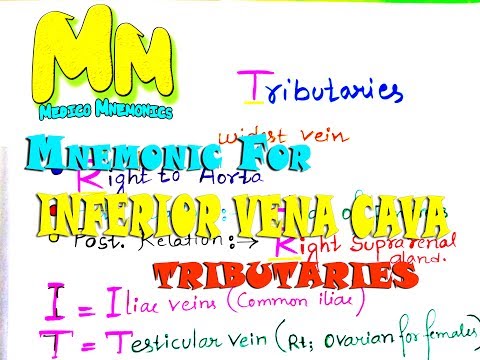 Video: Voor. vena cava inferieur?