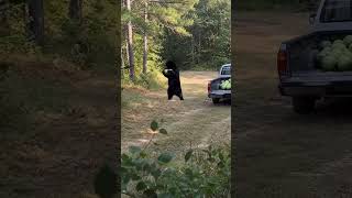 When a clever black bear decides your truck bed is a completely free self-serve watermelon buffet! �