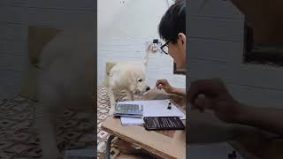 test ho raha hai #viral #trending #puppy #retreiver #reels #pets #puppy #puppyvideos #puppies