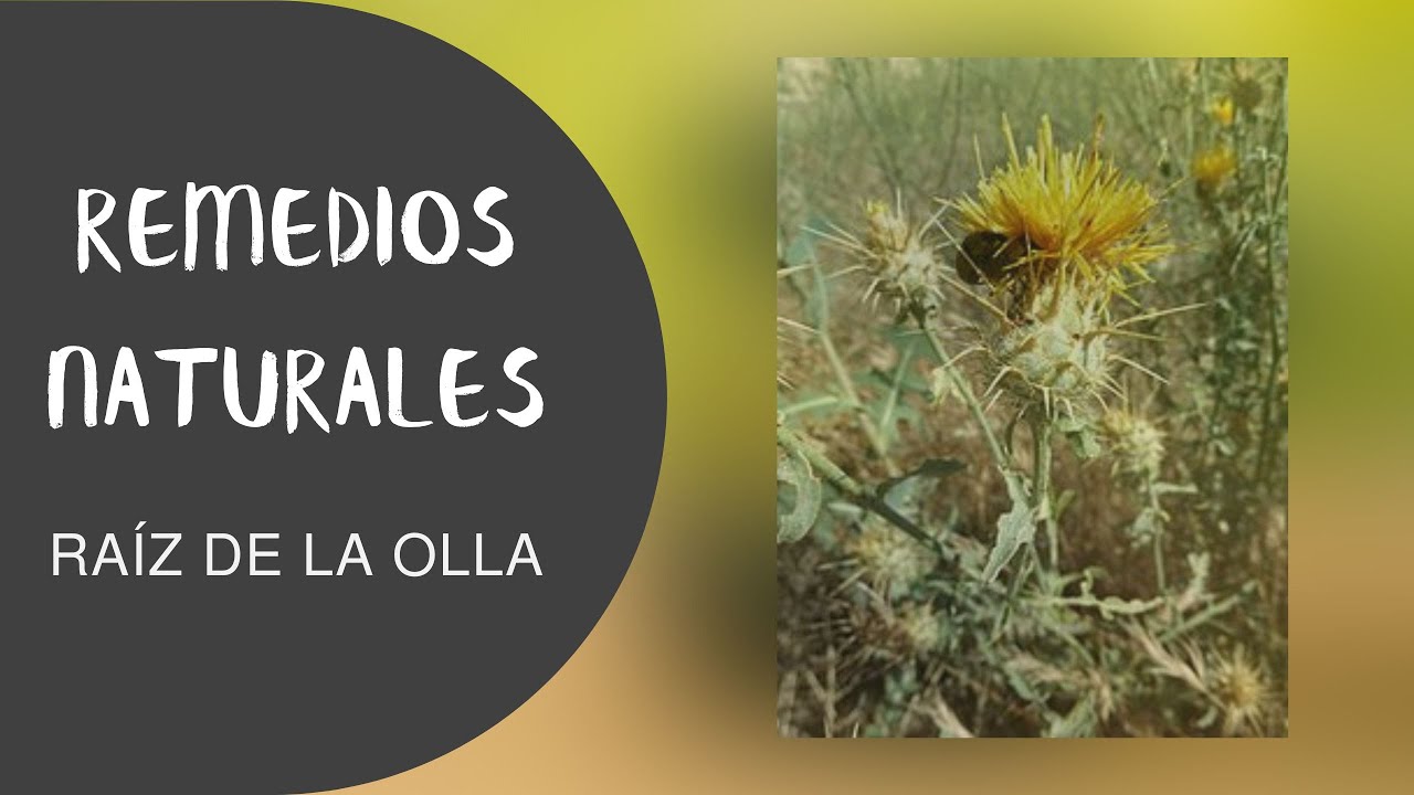 REMEDIOS CASEROS. Raíz de la Olla!