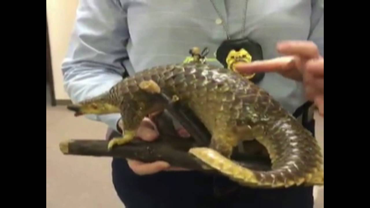 u.s. virgin islands How you can help avoid supporting wildlife trafficking