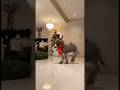 Mini Donkey Chaos Zoomies: When the Clock Strikes, Let the Fun Begin