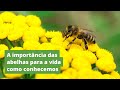 A Importância das Abelhas na Agricultura: Contribuindo com um Terço da Produção Agrícola