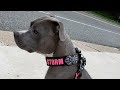 The best collar you will ever buy for your BLUENOSE PITBULL